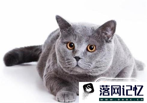 猫要如何避孕，吃避孕药吗？优质  第1张