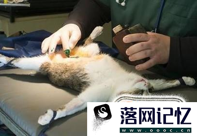 猫要如何避孕，吃避孕药吗？优质  第2张