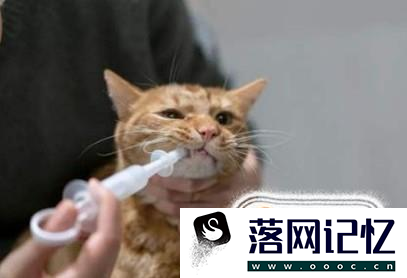 猫要如何避孕，吃避孕药吗？优质  第3张