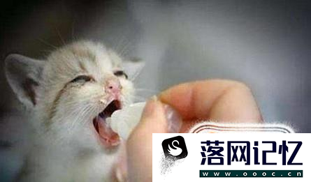 猫要如何避孕，吃避孕药吗？优质  第4张