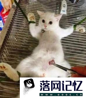 猫要如何避孕，吃避孕药吗？优质  第5张