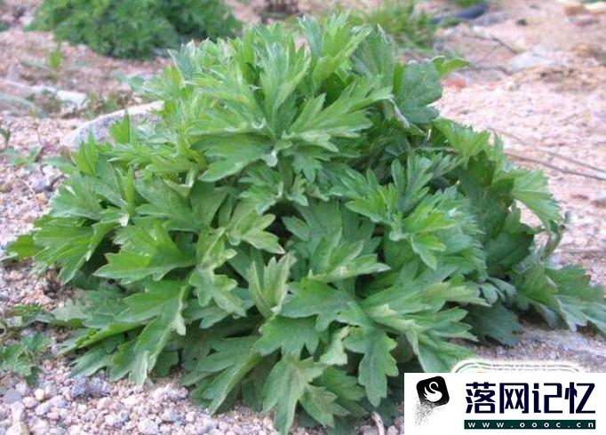 八大类驱蚊药草优质  第8张