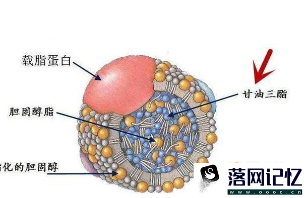 甘油三酯高有什么危害？优质  第1张