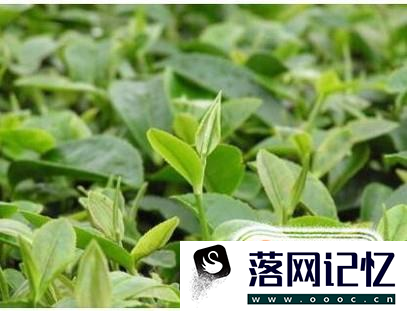 茶多酚对人体有哪些作用？优质  第4张