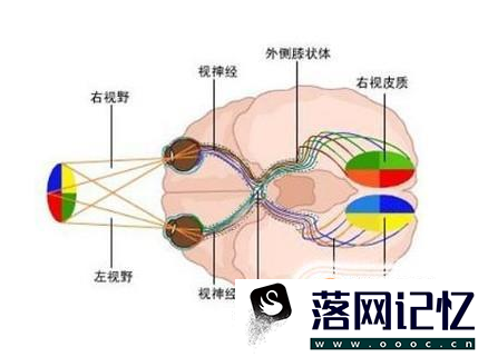 了解近视眼的形成原因以及眼睛的工作原理优质  第3张