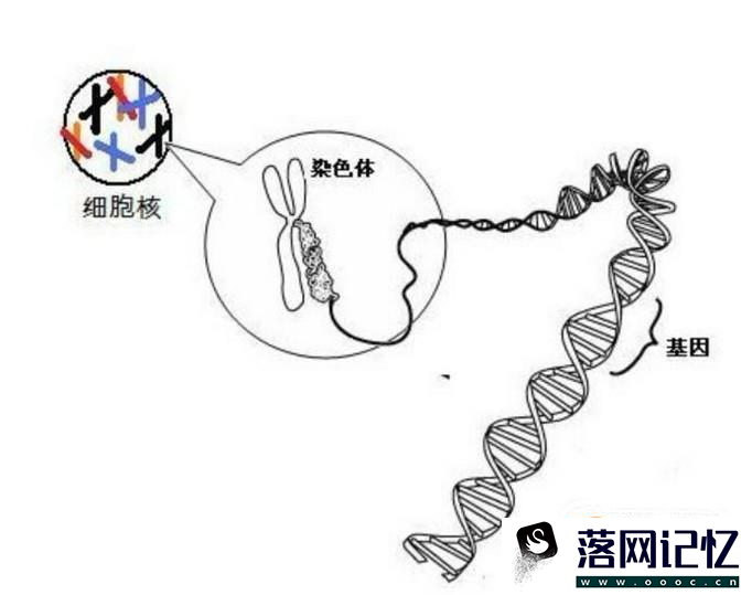 遗传疾病有规律性吗？疾病遗传的规律分析优质  第4张