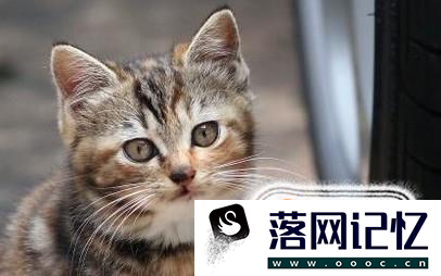 接触流浪猫时应该注意什么？优质  第1张