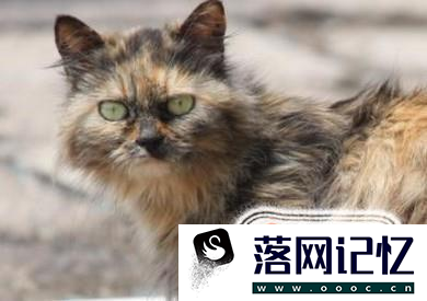 接触流浪猫时应该注意什么？优质  第2张