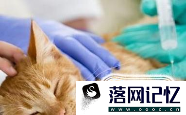 接触流浪猫时应该注意什么？优质  第4张