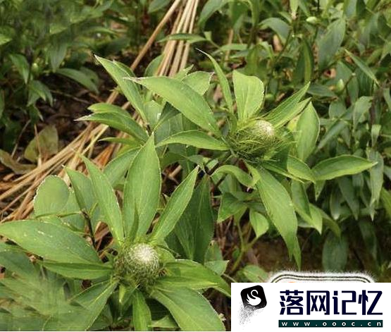 种植什么药材最赚钱优质  第4张