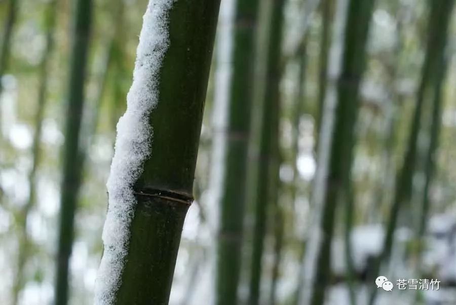 苍雪清竹：莫惊笺上诗无色，原是清凉脱俗才  第12张