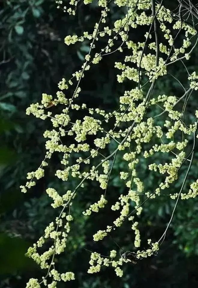 苍雪清竹写小说：文箫彩鸾跨虎归山传奇  第2张