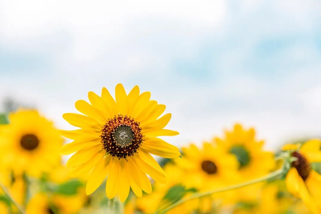 六首唯美诗词：不负岁月情深，花落花开皆欢喜  第3张