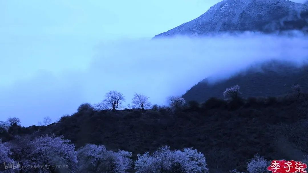 苍雪清竹：李子柒  漫裾月色照苍苍。小亭暮雨湿丁香 第18张