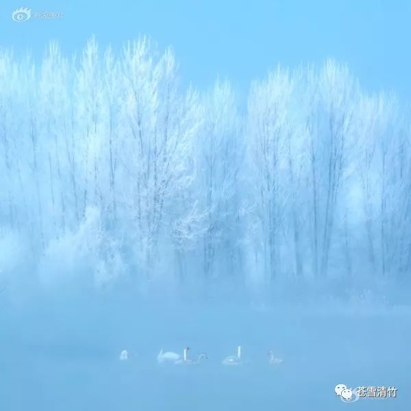 苍雪清竹：莫惊笺上诗无色，原是清凉脱俗才  第6张