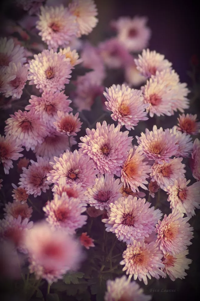 苍雪清竹：仿《红楼梦》重写菊花诗十二首  第4张