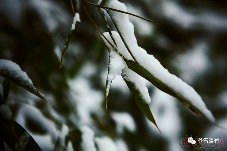 苍雪清竹：词卷  翠压折枝轻切， 寒惊栖鸟矇矓 第1张