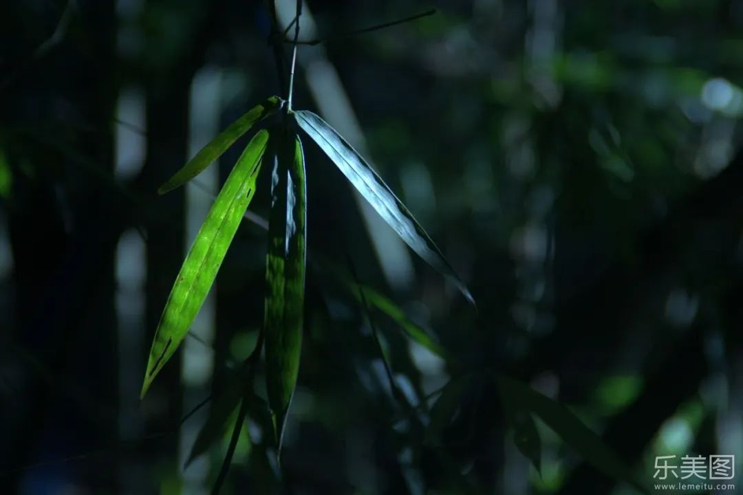 苍雪清竹：词之卷  锦心浥露，素手流霓 第2张