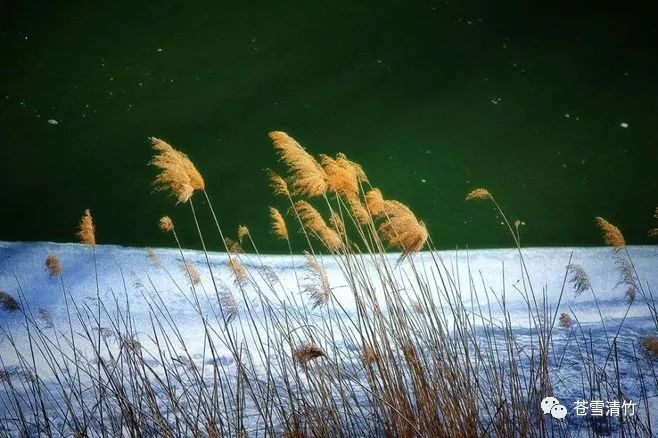 苍雪清竹：素洁一身寒霜骨，堪折，苍波捧出雪无邪  第4张