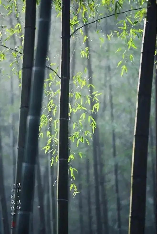 苍雪清竹：海鸟争栖琉璃枝，摇落明珠翡翠竿  第1张