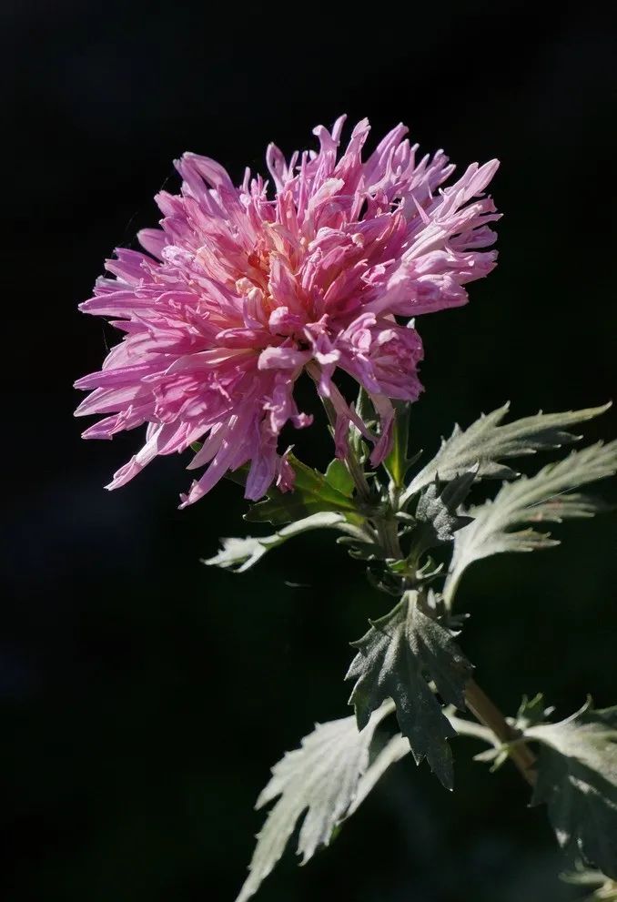 苍雪清竹：仿《红楼梦》重写菊花诗十二首  第12张