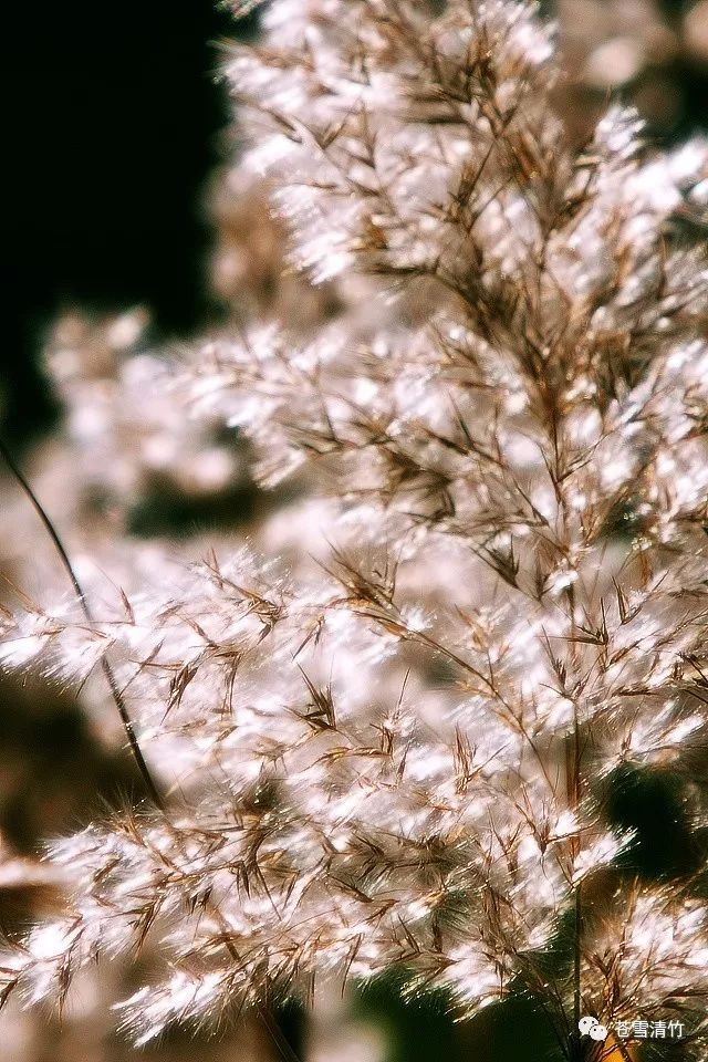 苍雪清竹：五言  古道苍苍远，行人字唤谁 第11张