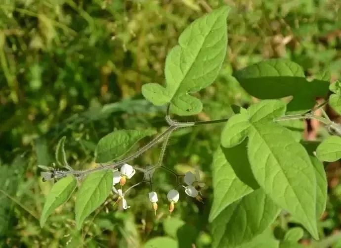 【偏方验方】这味药草，可治肺癌、鼻咽癌、大肠癌等  第5张