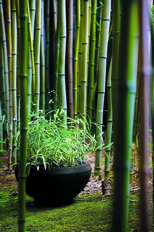 苍雪清竹：诗评改第三十六  清景书来如滴露。亭暗花幽，曾记相思处 第4张