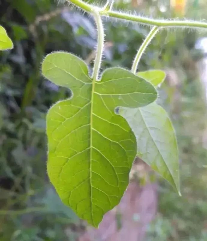 【偏方验方】这味药草，可治肺癌、鼻咽癌、大肠癌等  第3张