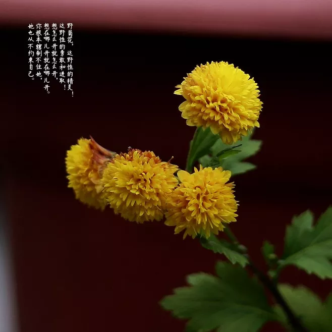 苍雪清竹：仿《红楼梦》重写菊花诗十二首  第11张