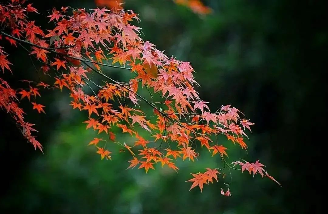 山东济南 / 叶小芮 【散文】/《和夏天挥手，与秋天相拥》  第3张