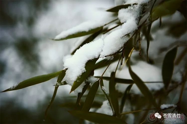 苍雪清竹：莫惊笺上诗无色，原是清凉脱俗才  第1张