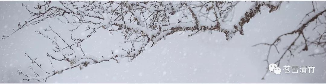 苍雪清竹：莫惊笺上诗无色，原是清凉脱俗才  第10张