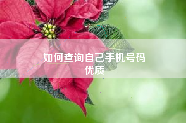 如何查询自己手机号码
优质  第27张